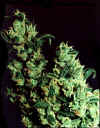 Jack Herer