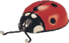 Turning Ladybird